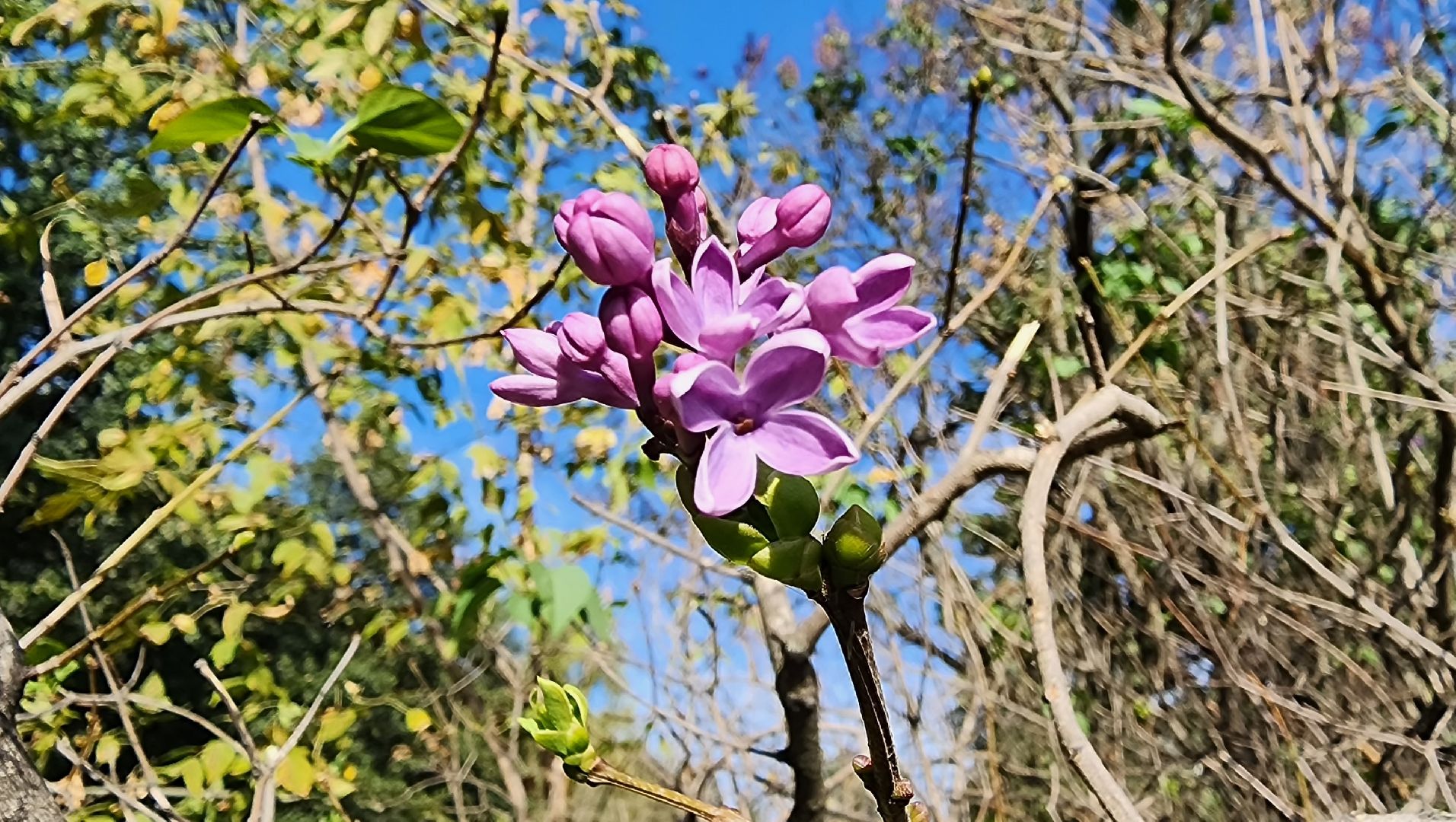 аномалия, сирень зацвела,