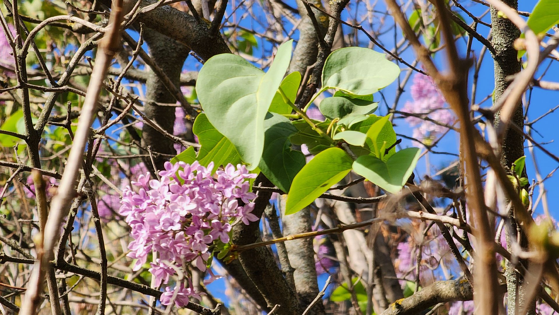 аномалия, сирень зацвела,