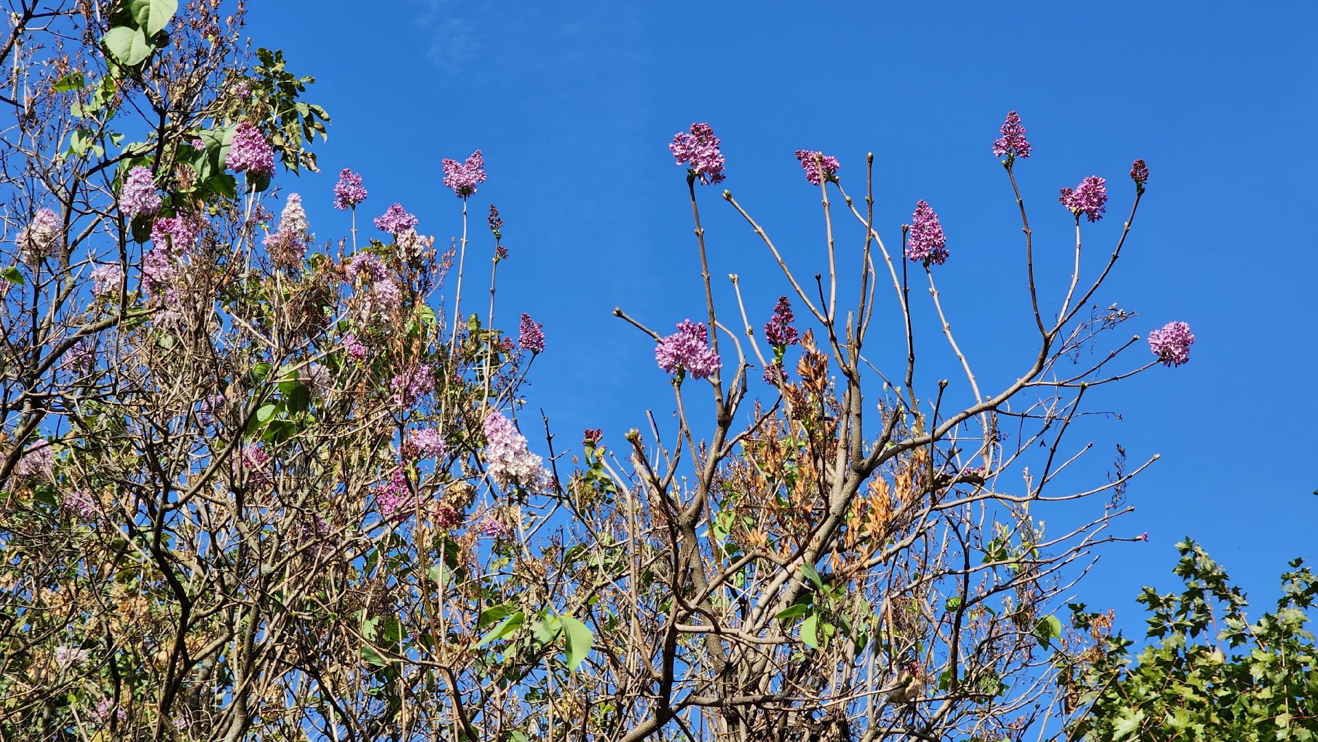 аномалия, сирень зацвела,