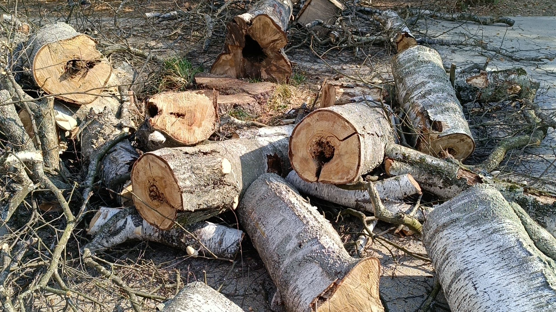 аварийные деревья, парк, лобня,