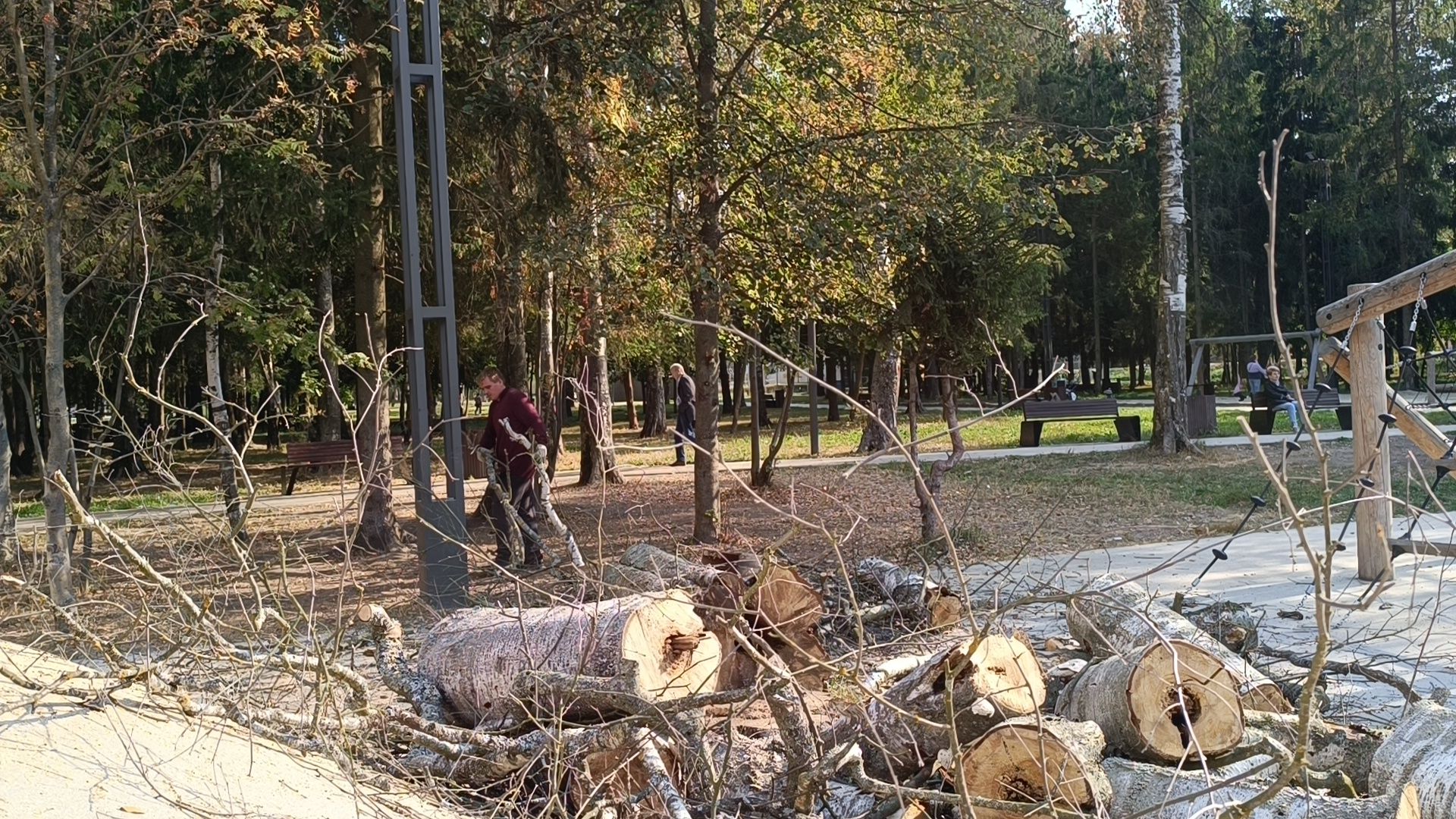 аварийные деревья, парк, лобня,
