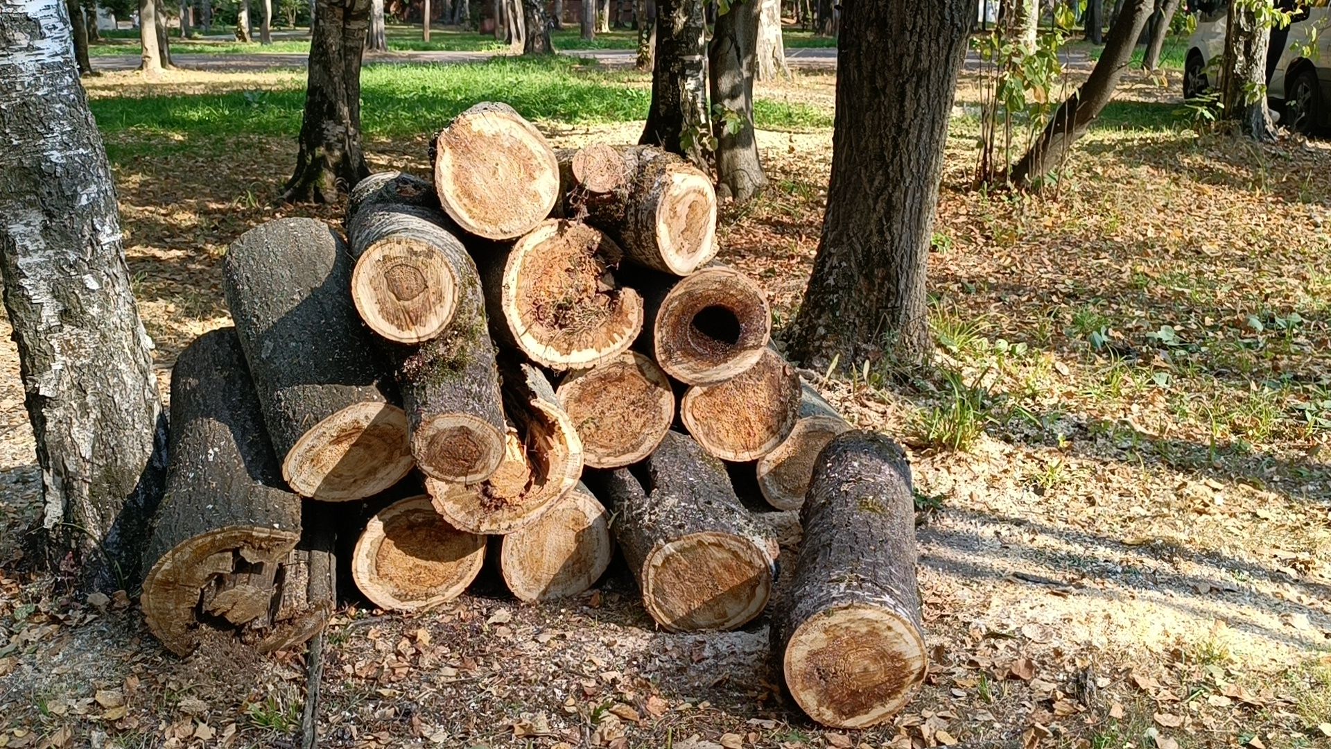 аварийные деревья, парк, лобня,