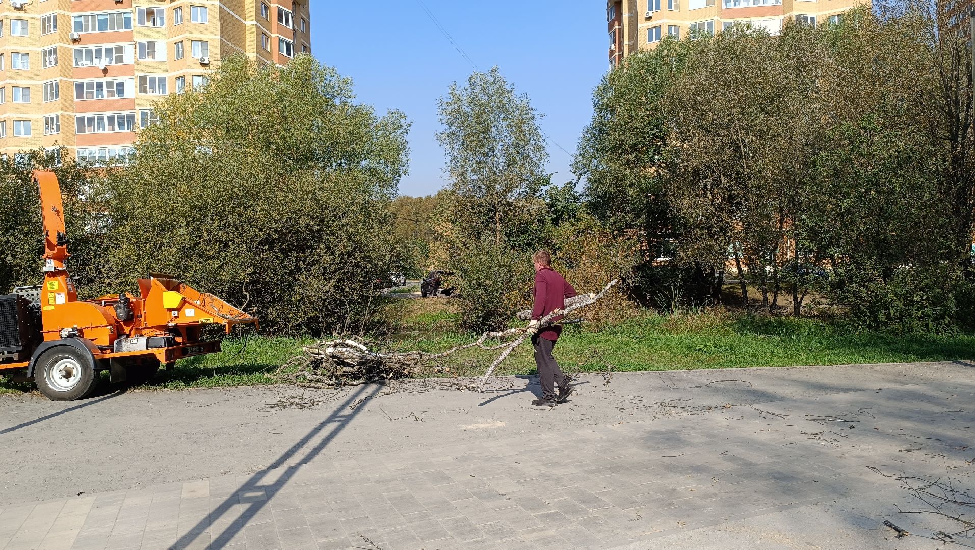 аварийные деревья, парк, лобня,