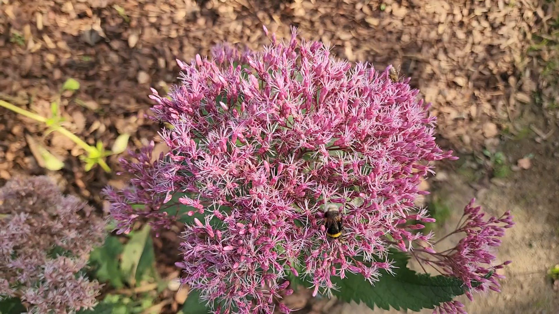 Подольск, певческое поле, Благоустройство, Дубровицы,