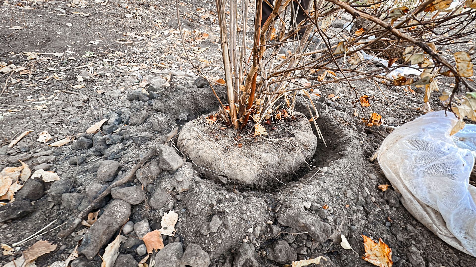 Клин, общество, благоустройство, экология,