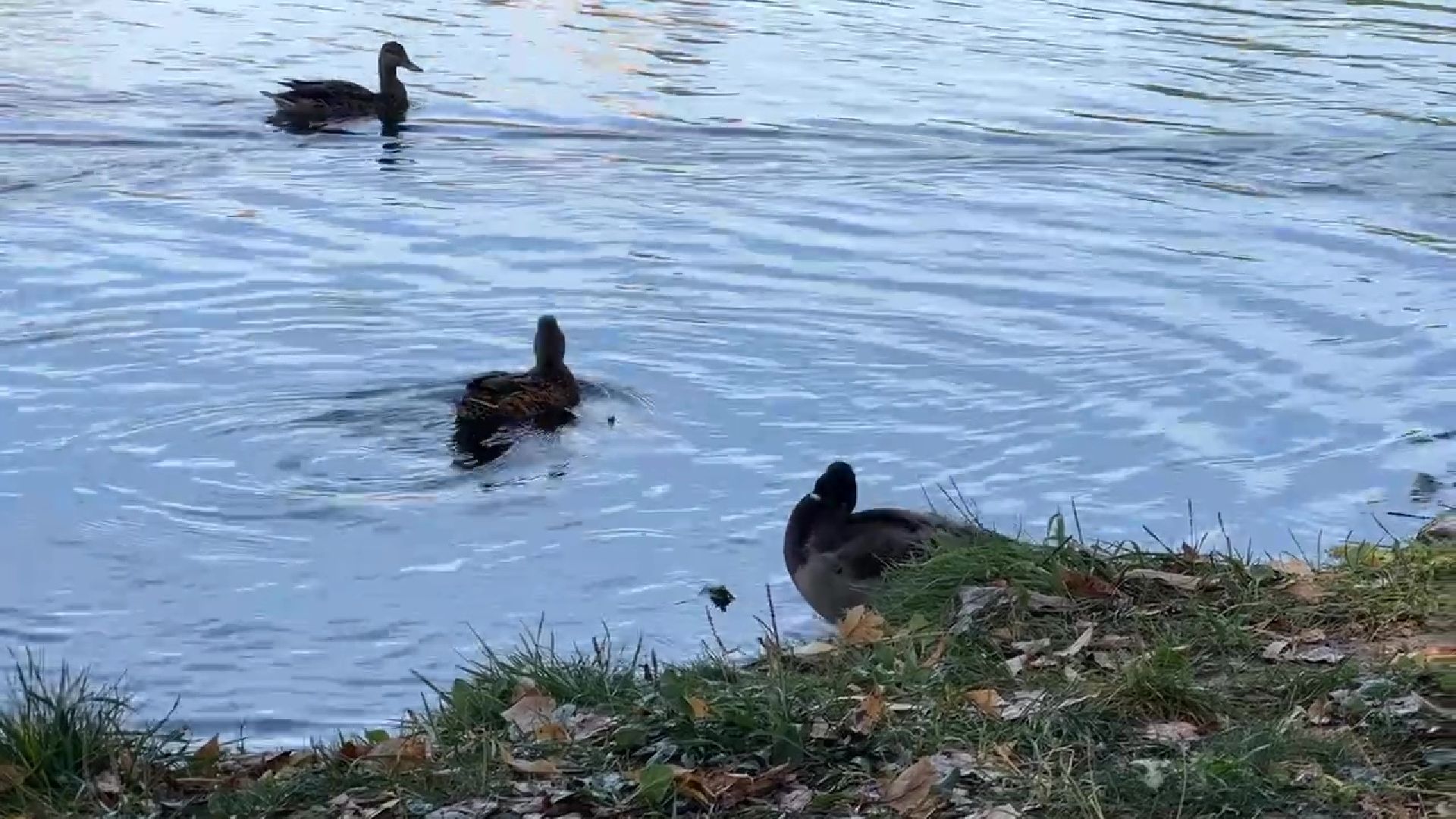 Реутов, парки, лето в Подмосковье, активности, мастер-классы, посетители,