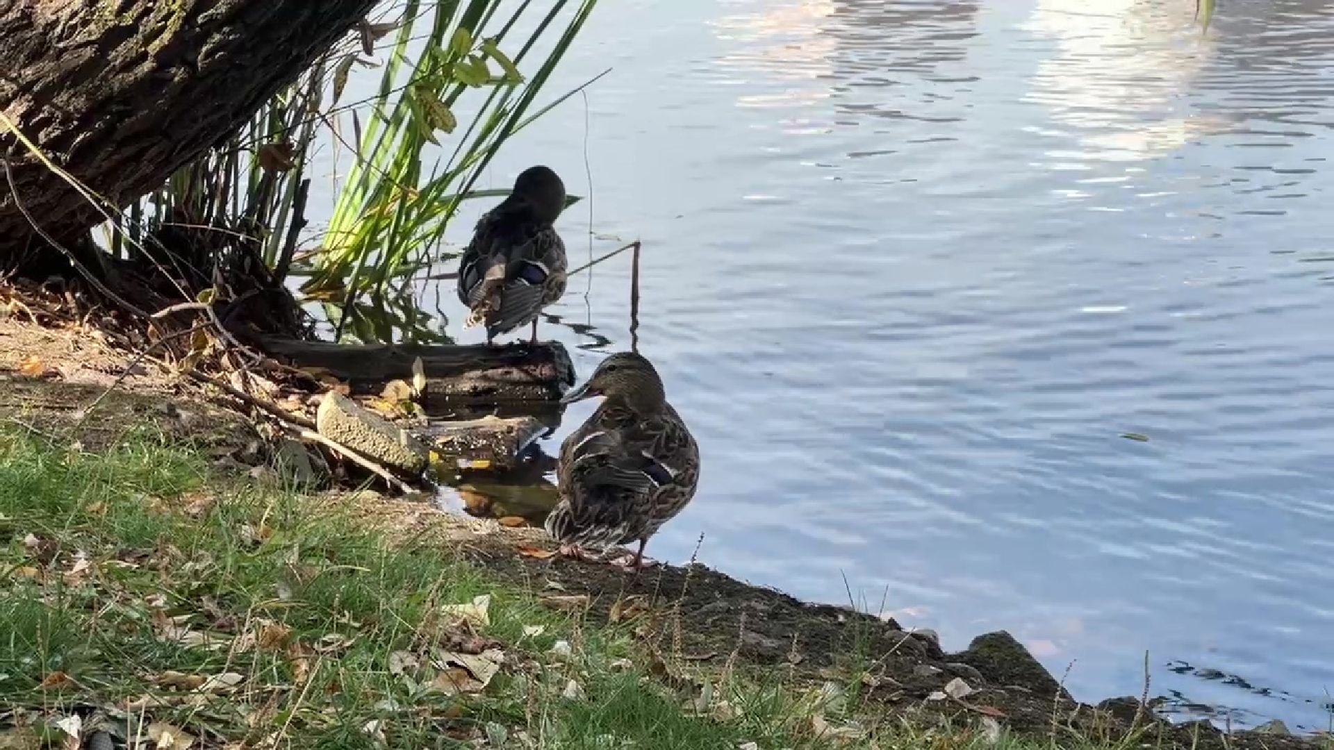 Реутов, парки, лето в Подмосковье, активности, мастер-классы, посетители,