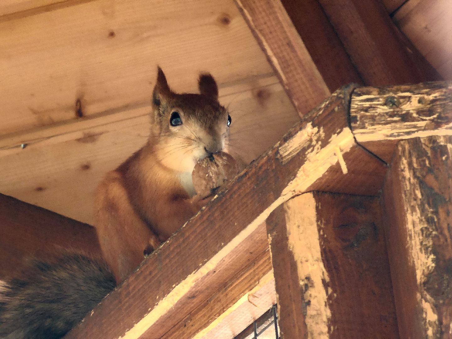 парки подмосковья, ликино-дулево, орехово-зуевский округ,