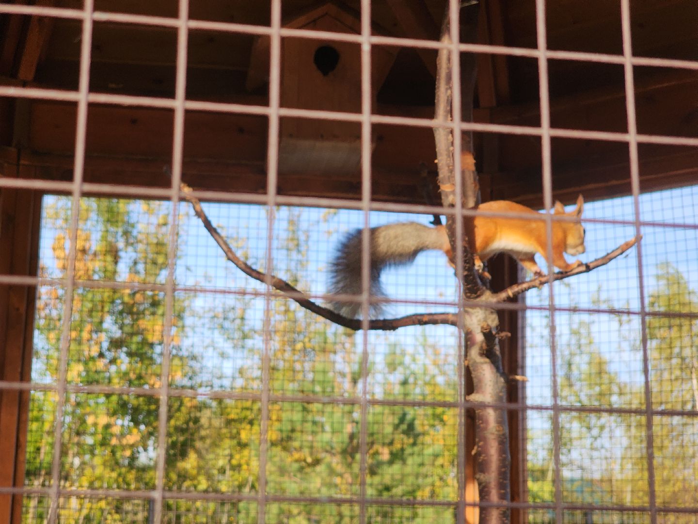 парки подмосковья, ликино-дулево, орехово-зуевский округ,