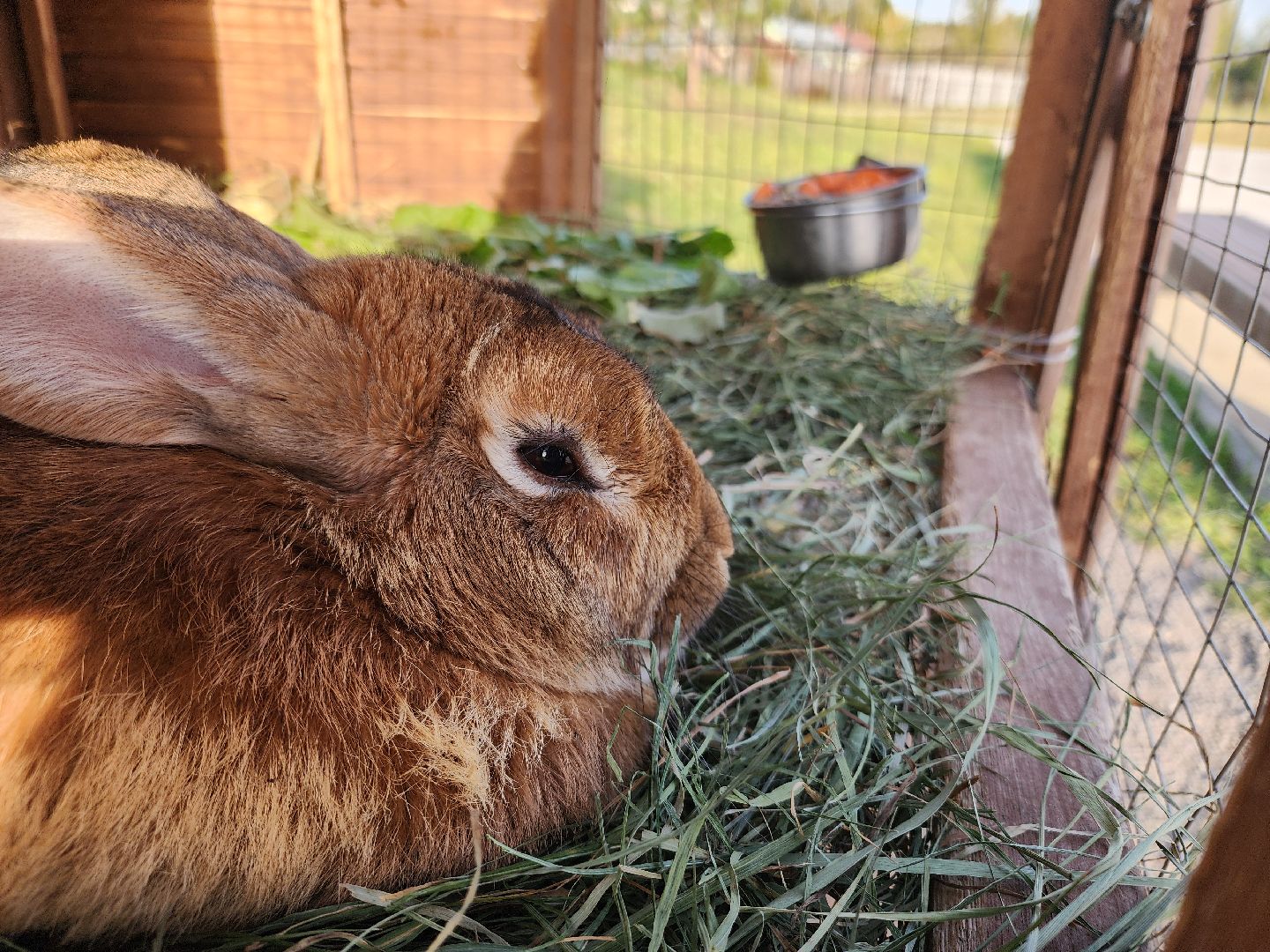 парки подмосковья, ликино-дулево, орехово-зуевский округ,