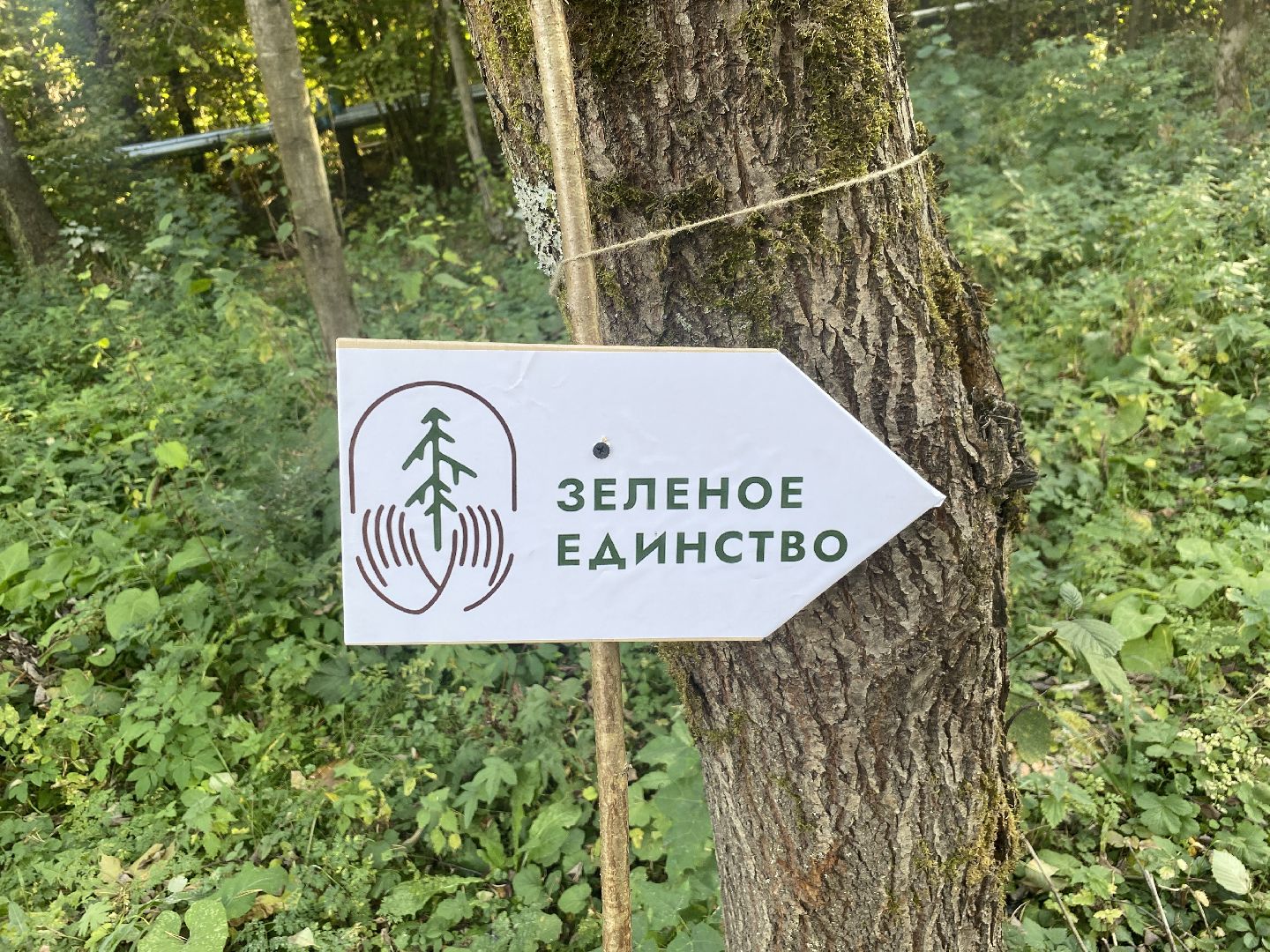 компенсационная посадка деревьев, Пионерское лесничество, Зеленое единство России, Россия - мои горизонты, высадка деревьев Власиха,