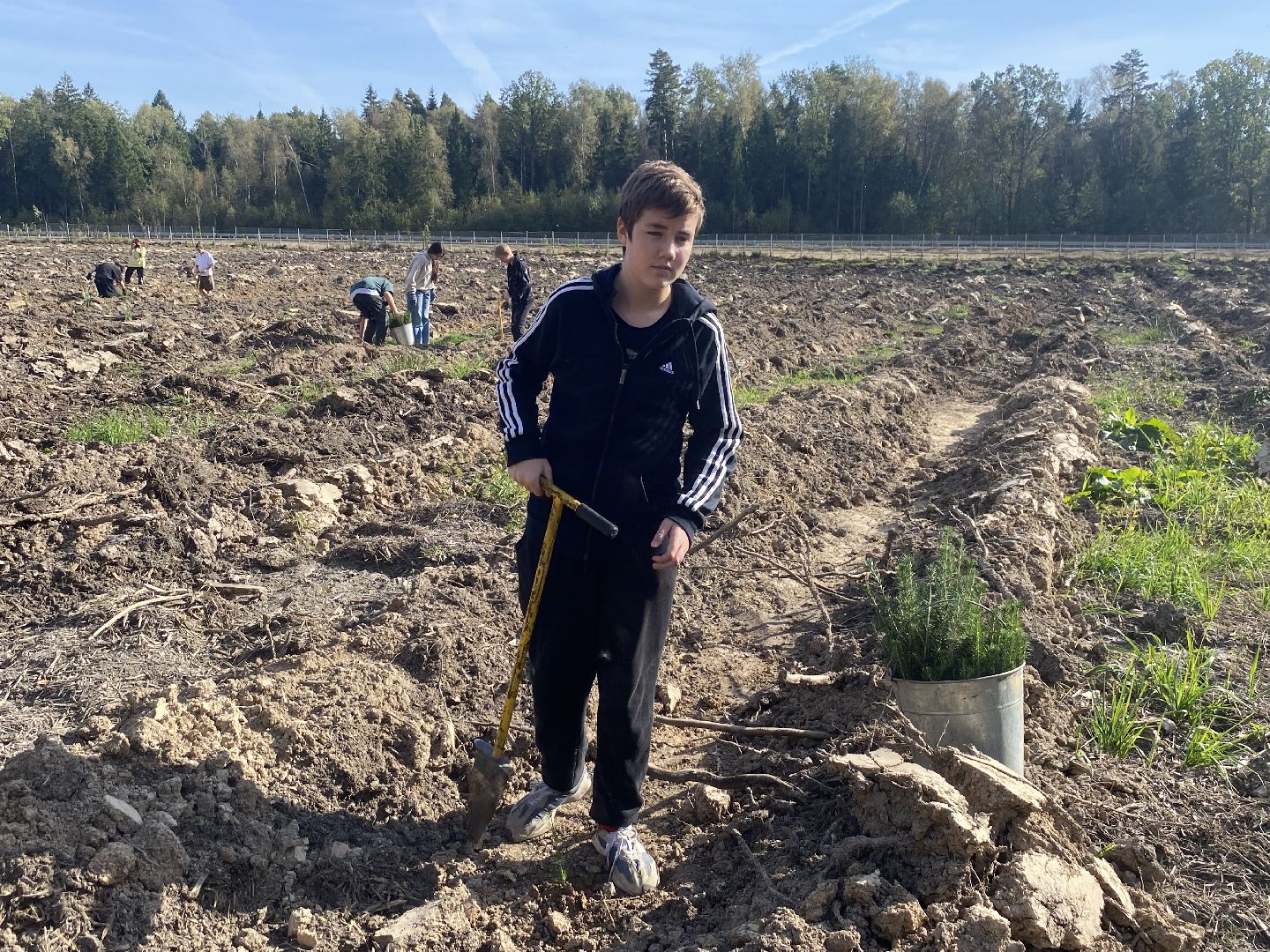 компенсационная посадка деревьев, Пионерское лесничество, Зеленое единство России, Россия - мои горизонты, высадка деревьев Власиха,