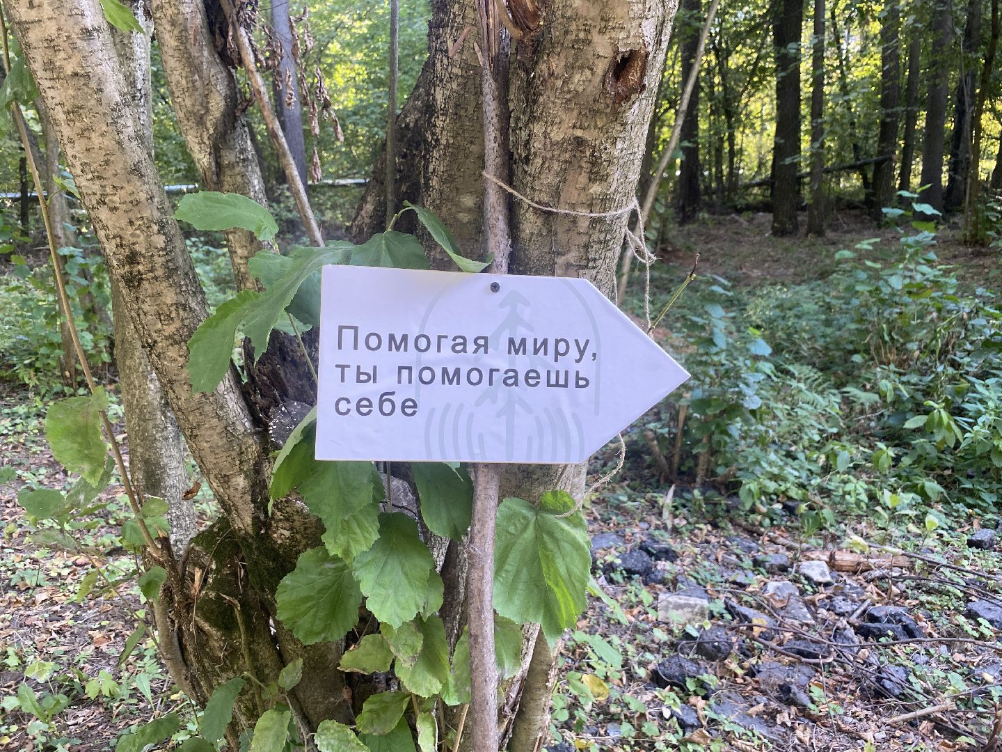 компенсационная посадка деревьев, Пионерское лесничество, Зеленое единство России, Россия - мои горизонты, высадка деревьев Власиха,