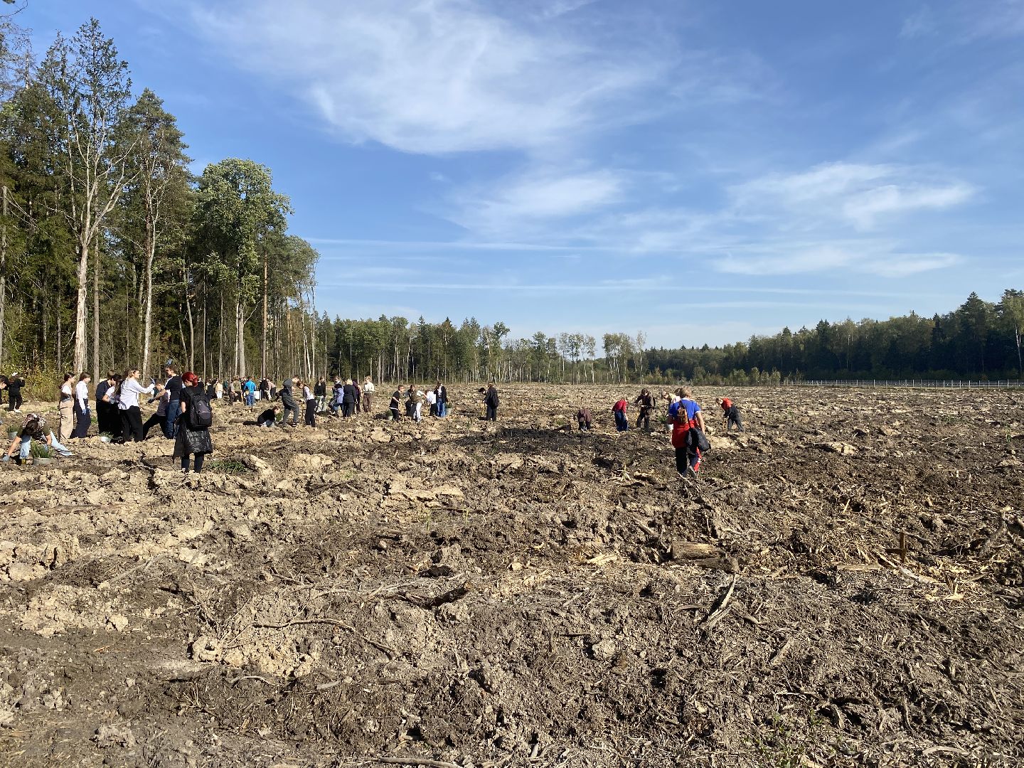 компенсационная посадка деревьев, Пионерское лесничество, Зеленое единство России, Россия - мои горизонты, высадка деревьев Власиха,