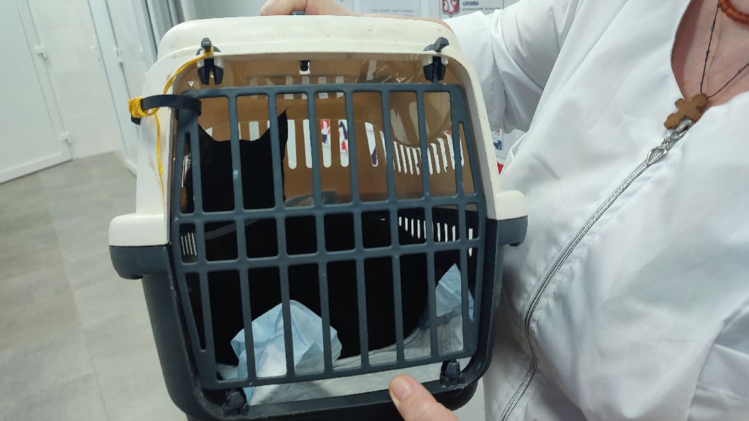 Кашира, общество