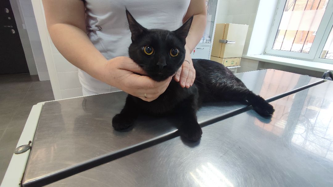 Кашира, общество