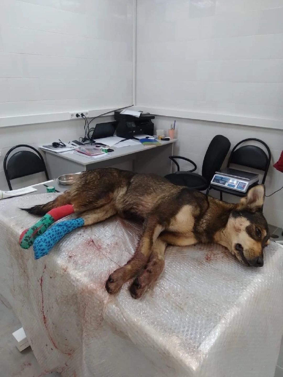 Кашира, общество