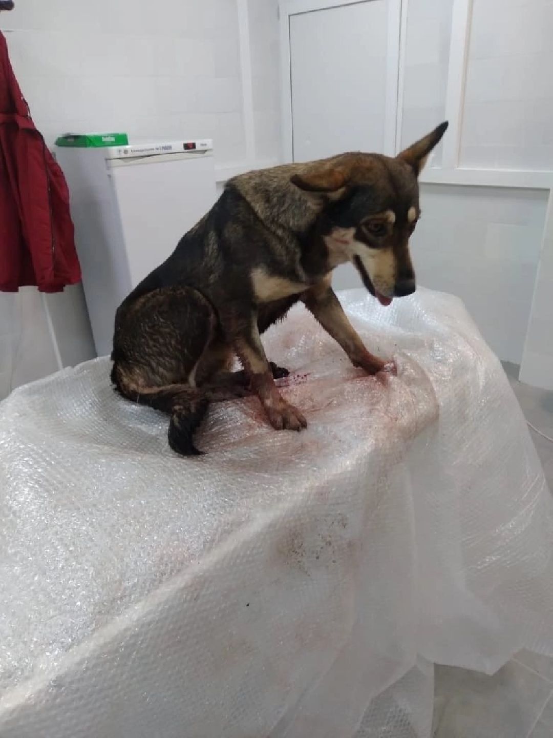 Кашира, общество