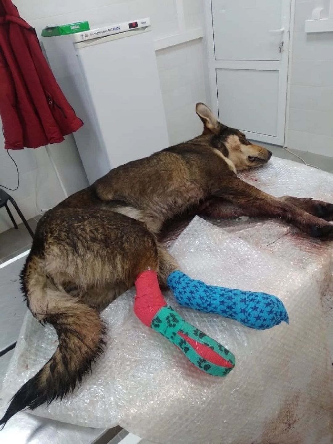 Кашира, общество