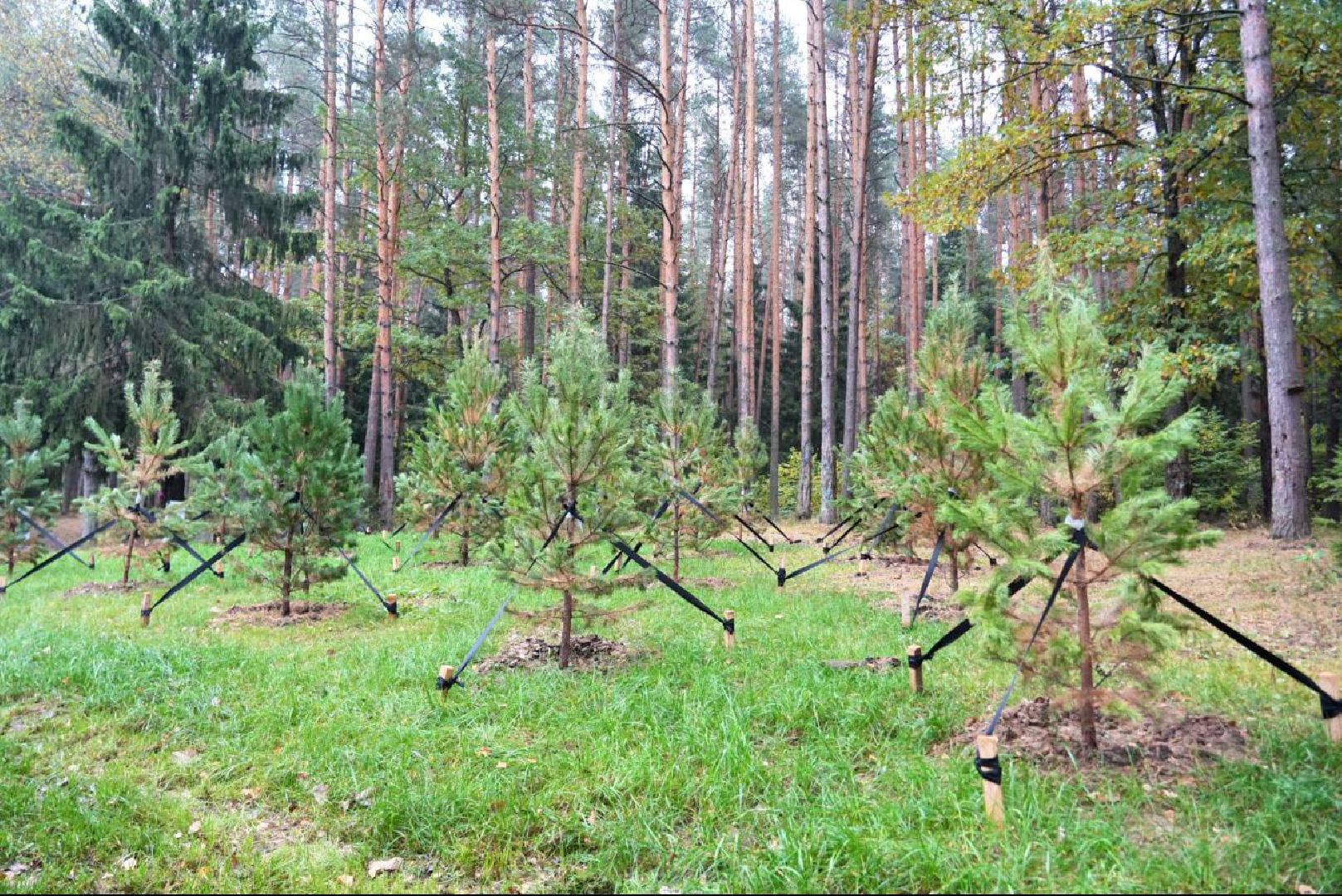 Парки МО, Парки Подмосковья, Лесопарк, Загорское море, Сергиев Посад, Экология, Очистка прудов и озер,