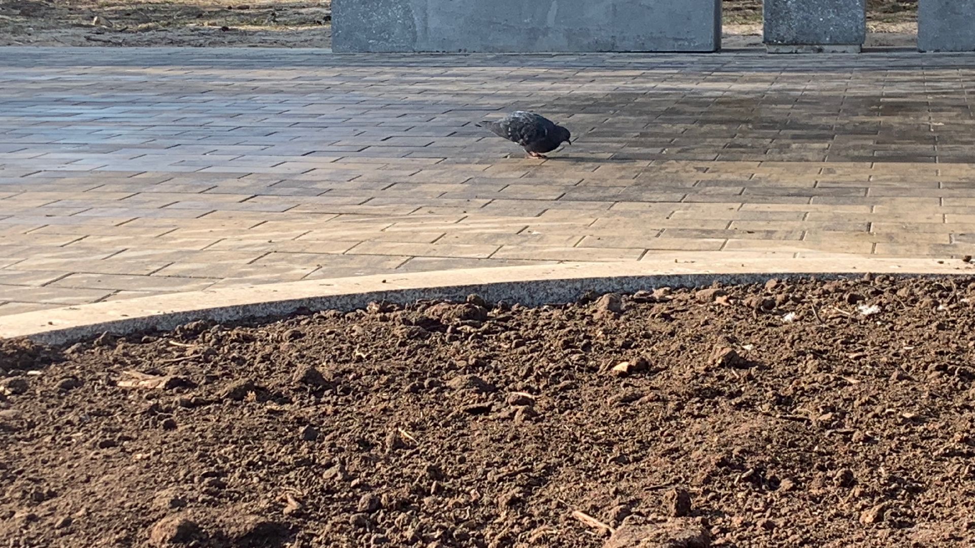 Ступино, благоустройство, перемены, цветы