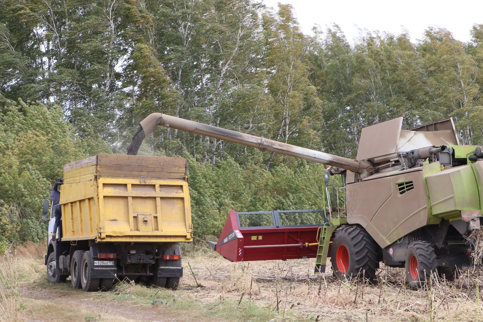 Серебряные Пруды, Юг Подмосковья, урожай 2024, подсолнечник,