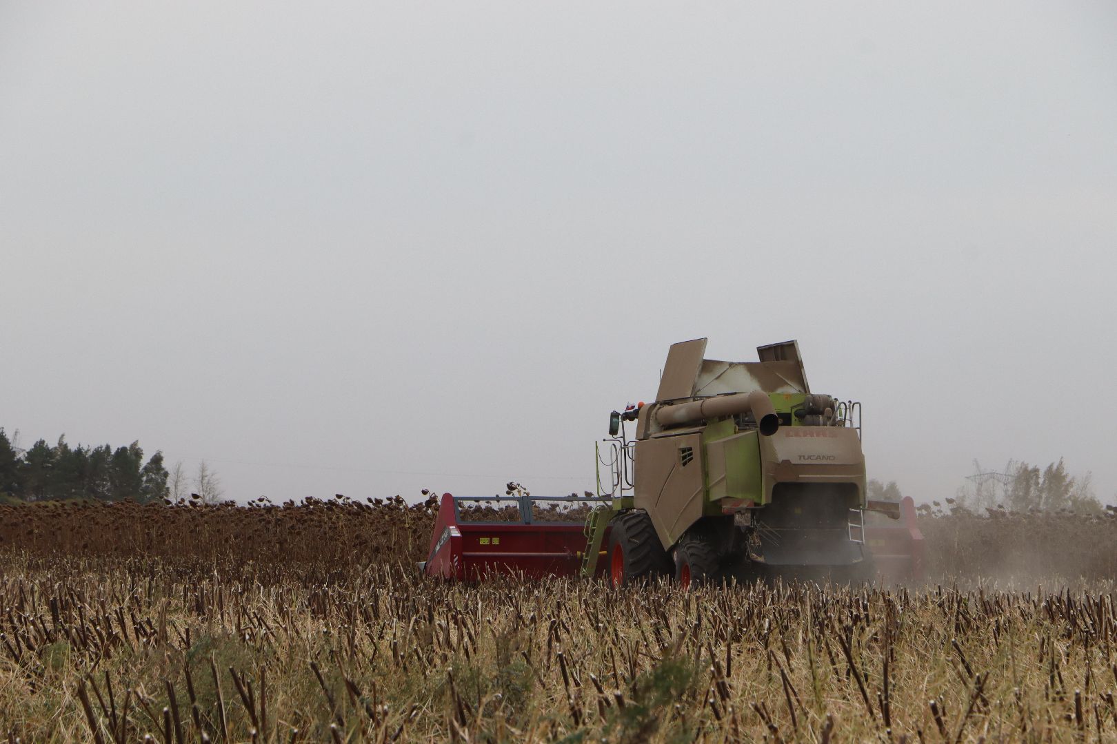 Серебряные Пруды, Юг Подмосковья, урожай 2024, подсолнечник,
