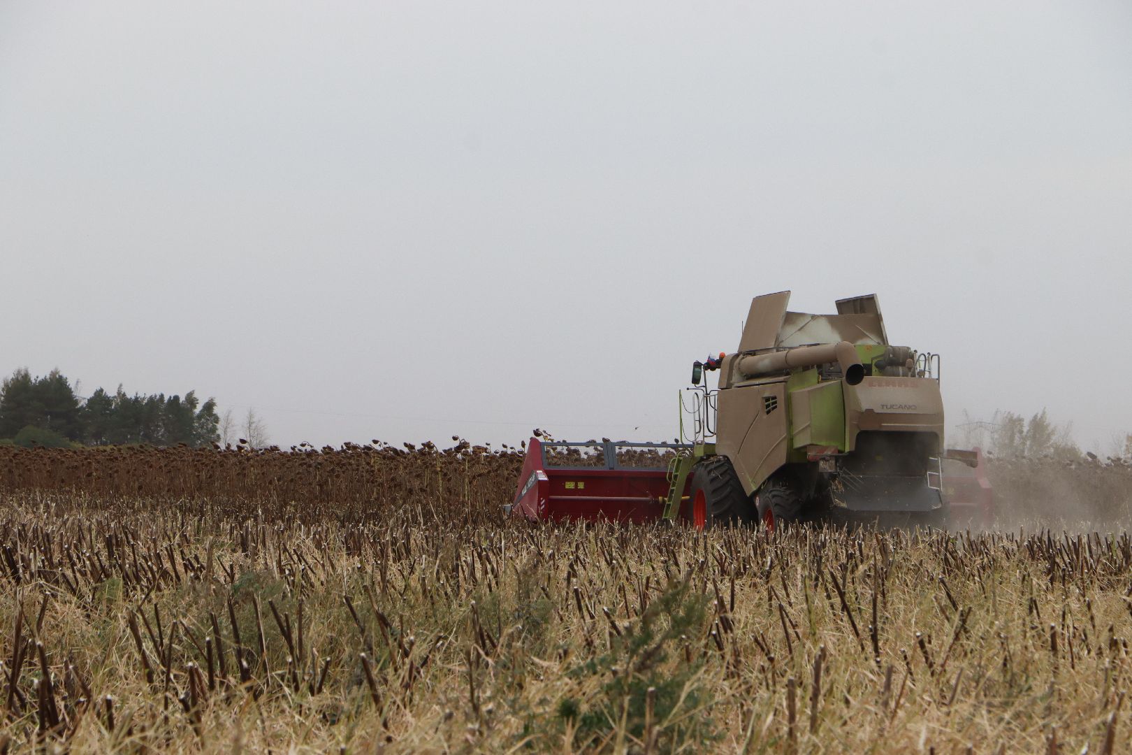 Серебряные Пруды, Юг Подмосковья, урожай 2024, подсолнечник,