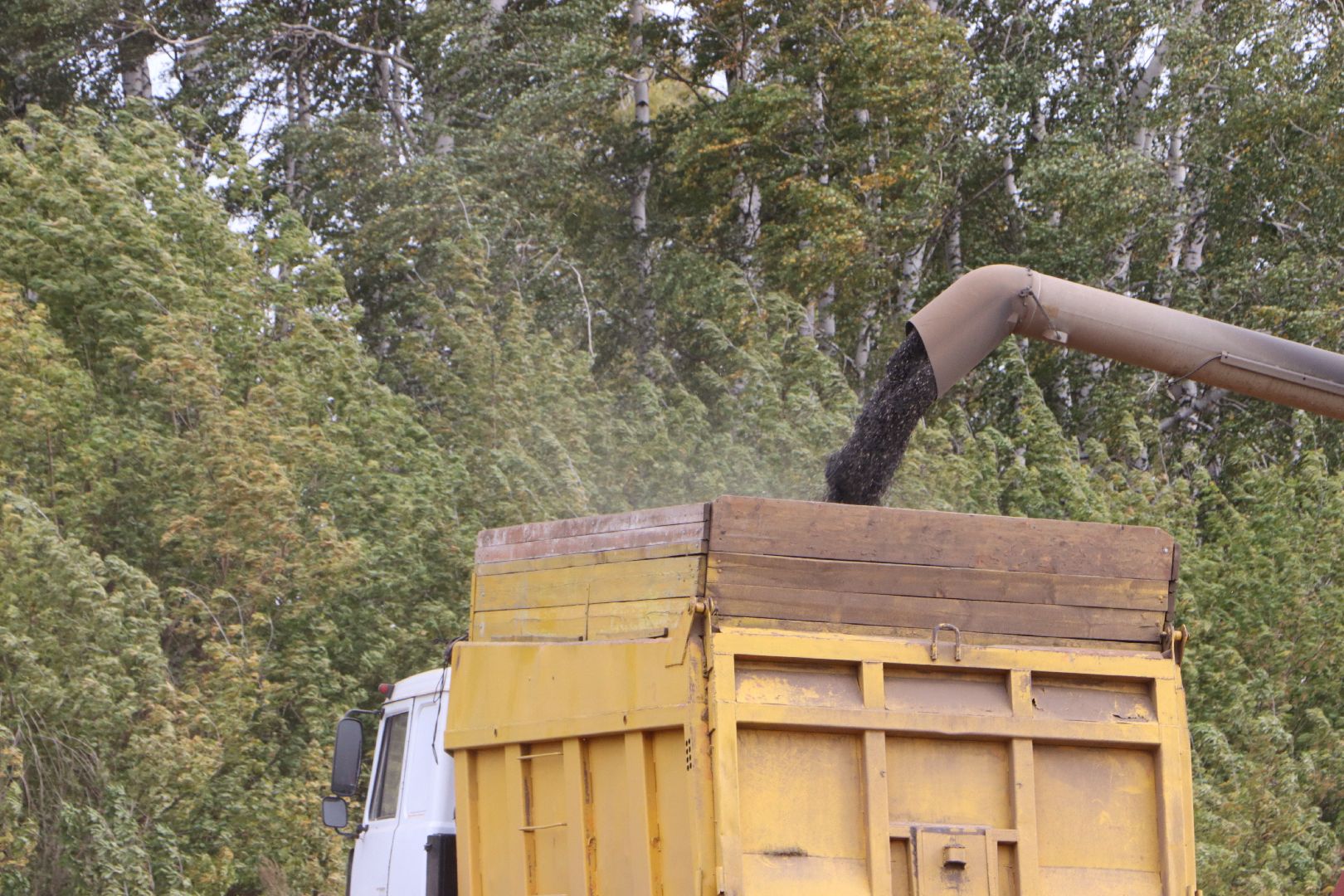 Серебряные Пруды, Юг Подмосковья, урожай 2024, подсолнечник,
