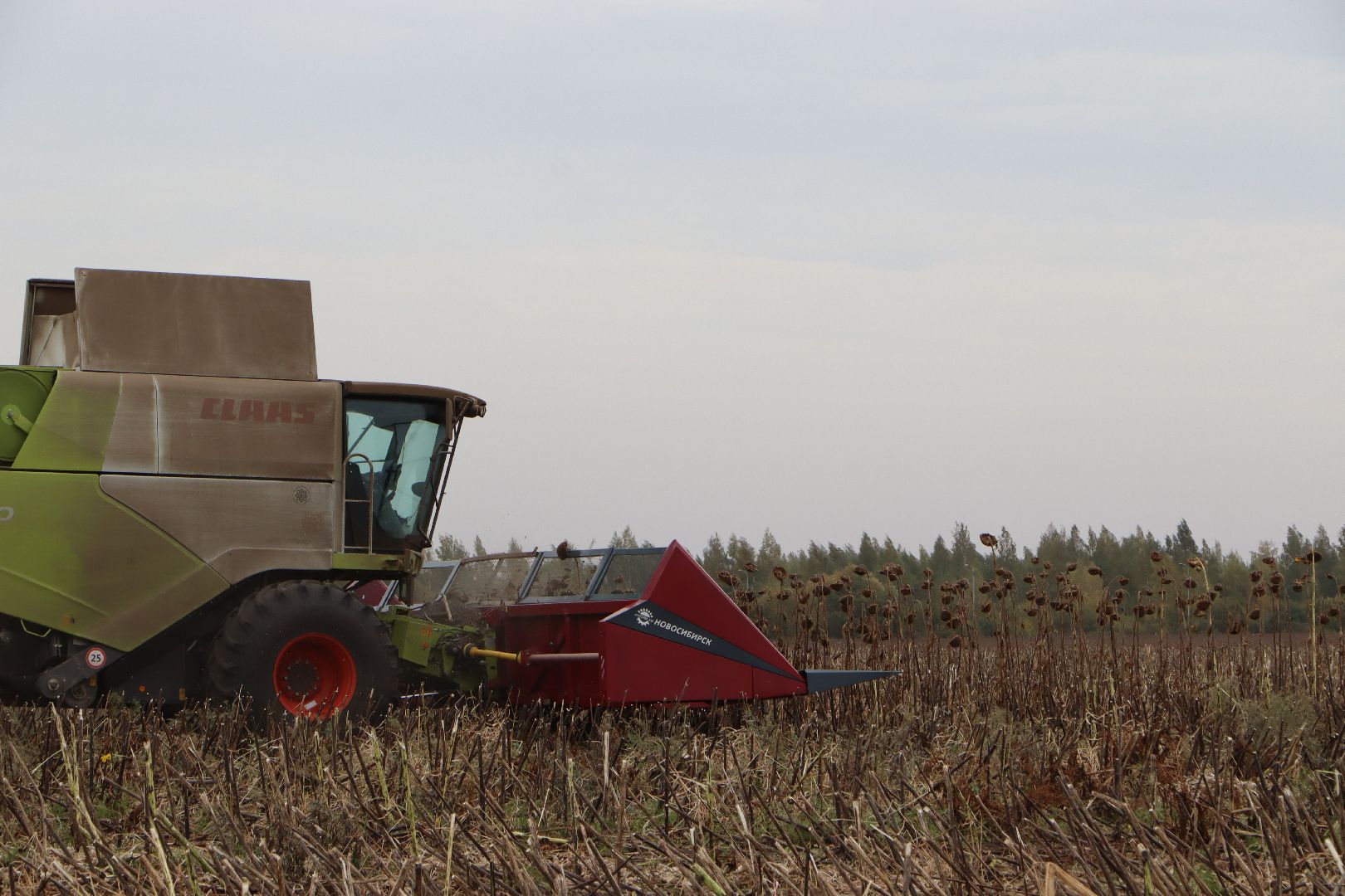 Серебряные Пруды, Юг Подмосковья, урожай 2024, подсолнечник,