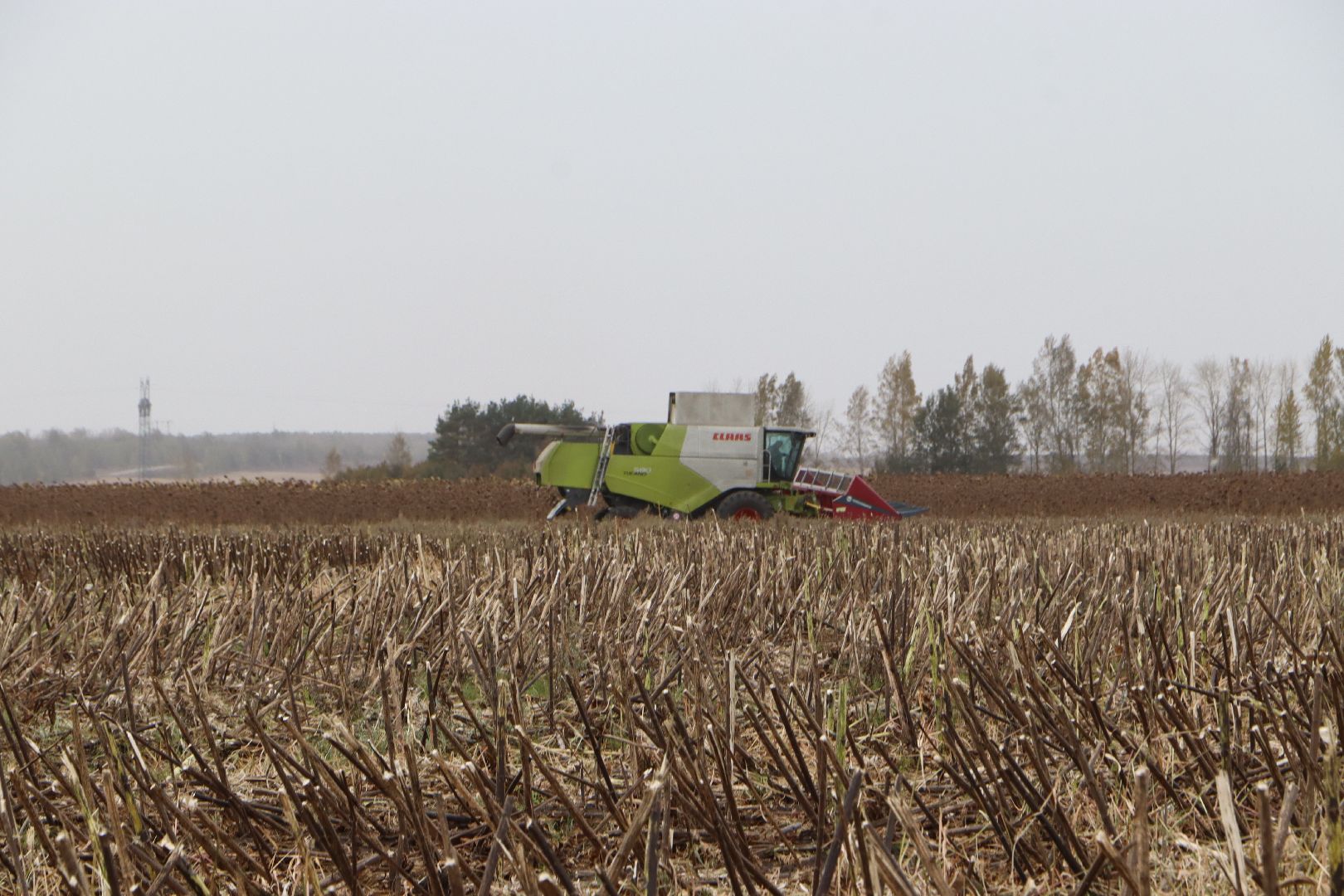 Серебряные Пруды, Юг Подмосковья, урожай 2024, подсолнечник,