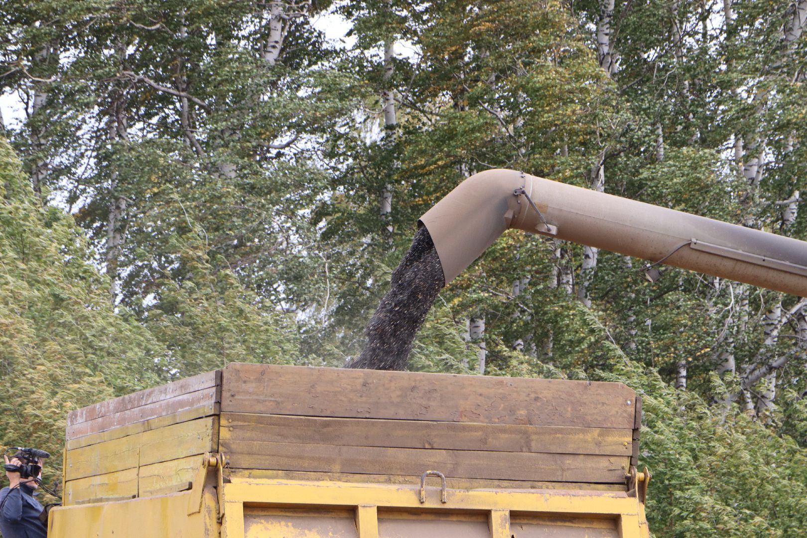 Серебряные Пруды, Юг Подмосковья, урожай 2024, подсолнечник,