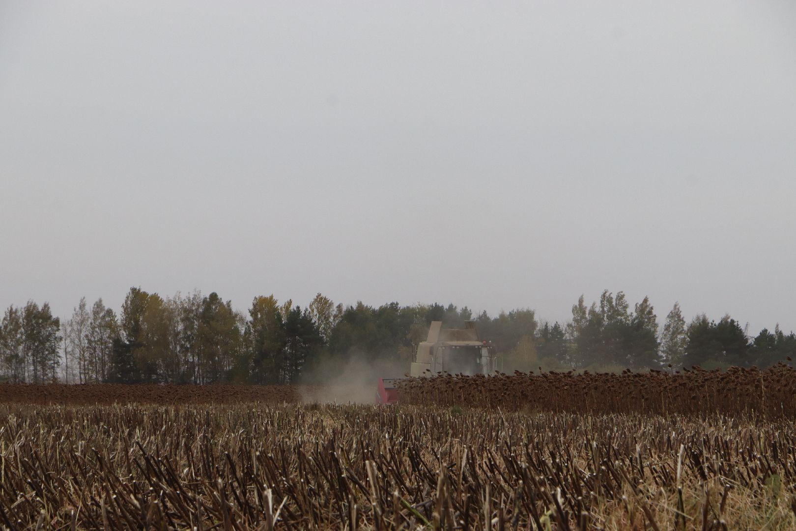 Серебряные Пруды, Юг Подмосковья, урожай 2024, подсолнечник,