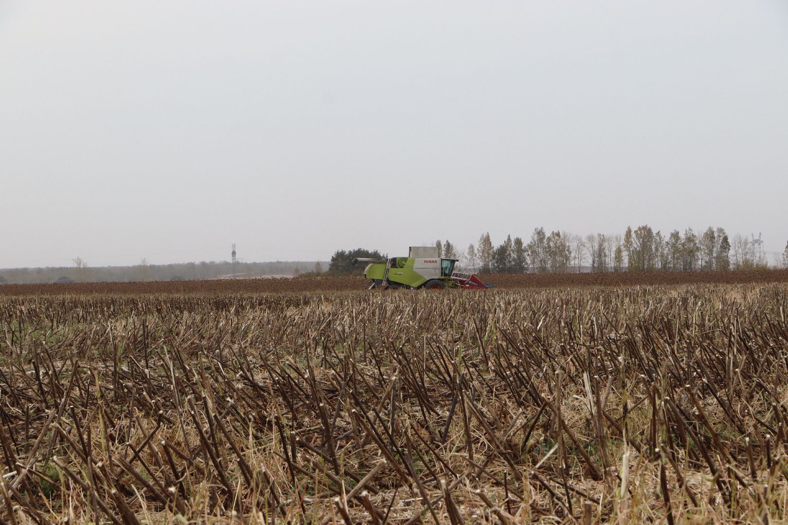 Серебряные Пруды, Юг Подмосковья, урожай 2024, подсолнечник,