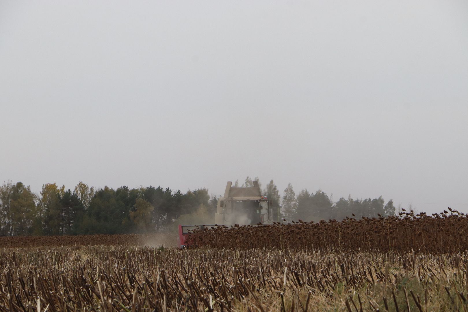 Серебряные Пруды, Юг Подмосковья, урожай 2024, подсолнечник,