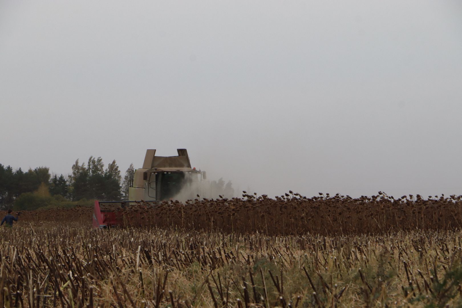 Серебряные Пруды, Юг Подмосковья, урожай 2024, подсолнечник,
