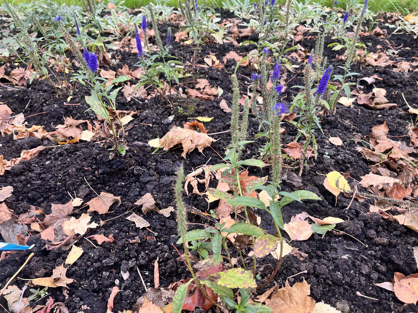 сквер, сквер в балашихе, новый сквер,