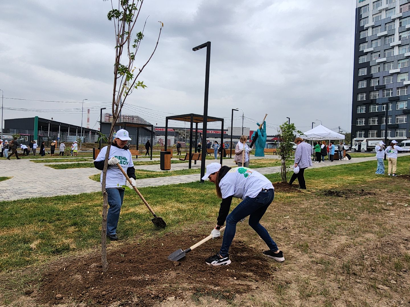 высадка деревьев,