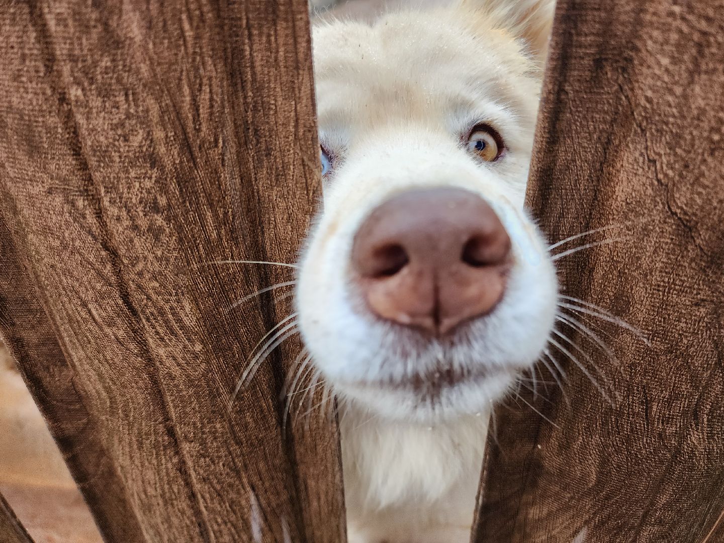 хаски, рузская аляска, реабилитация собак, руза, рузский городской округ, московская область, подмосковье,