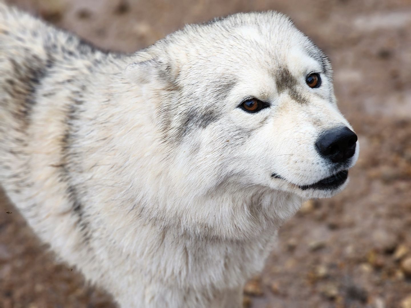хаски, рузская аляска, реабилитация собак, руза, рузский городской округ, московская область, подмосковье,