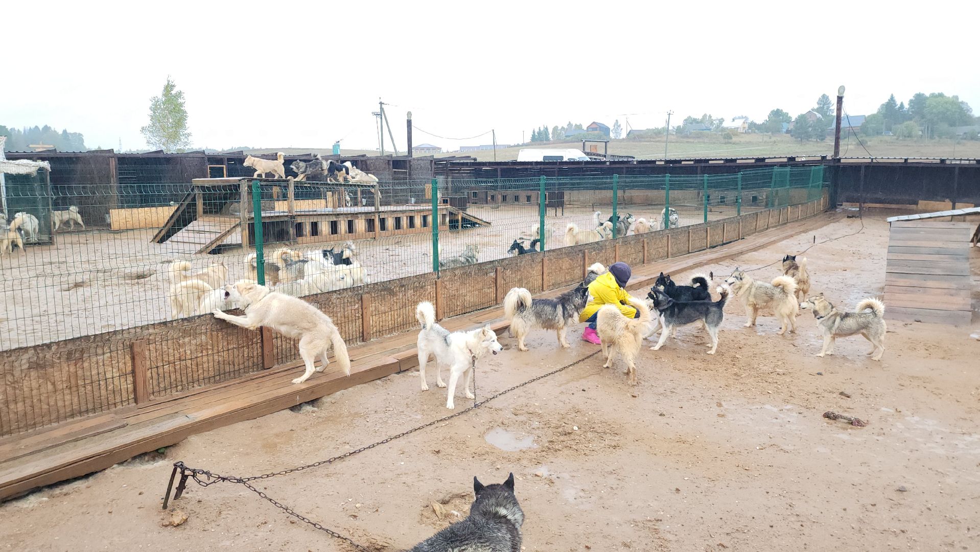 хаски, рузская аляска, реабилитация собак, руза, рузский городской округ, московская область, подмосковье,