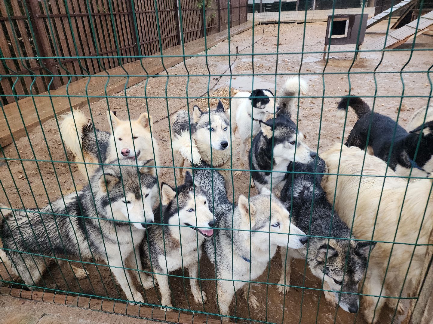 хаски, рузская аляска, реабилитация собак, руза, рузский городской округ, московская область, подмосковье,
