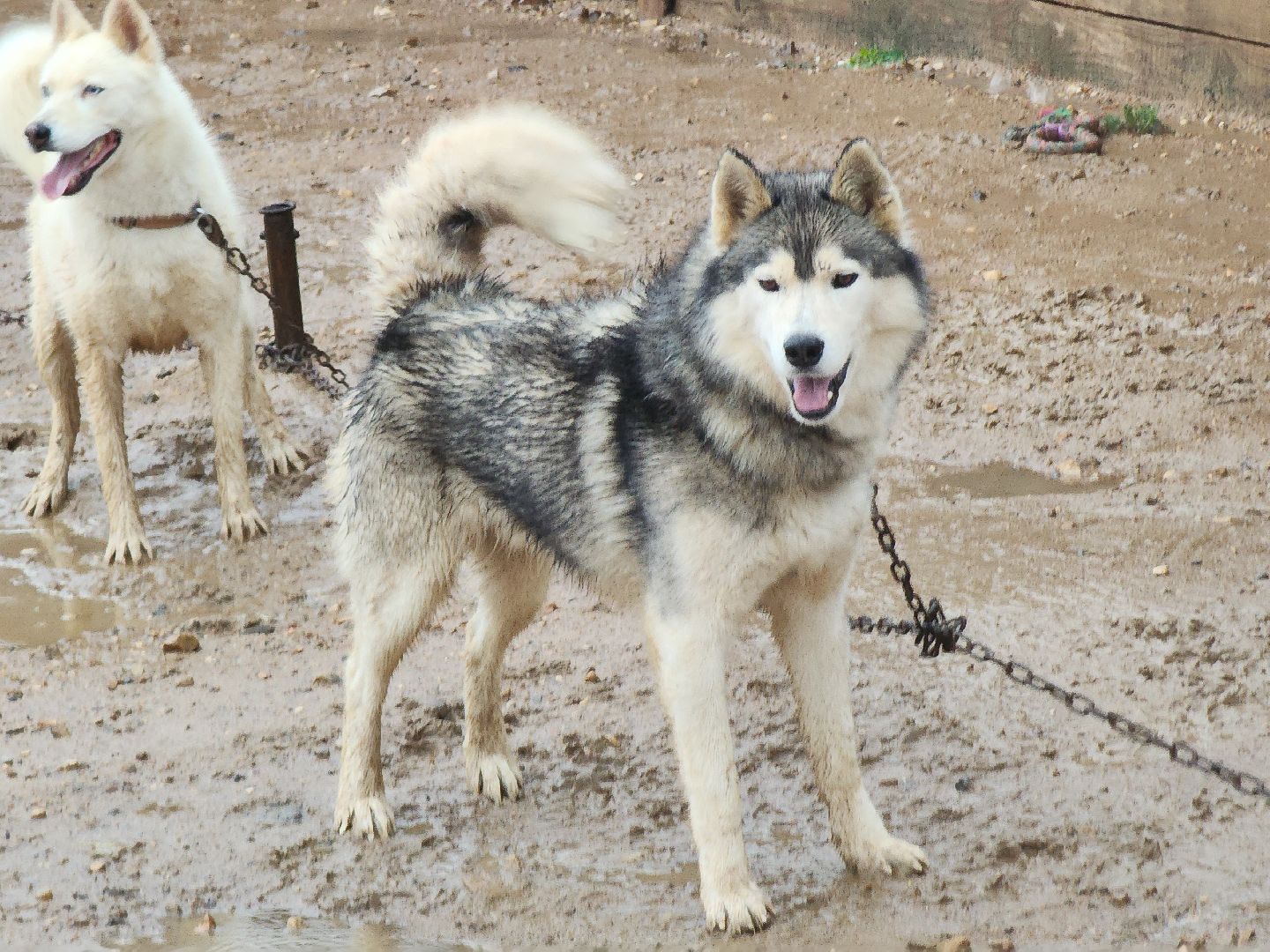 хаски, рузская аляска, реабилитация собак, руза, рузский городской округ, московская область, подмосковье,