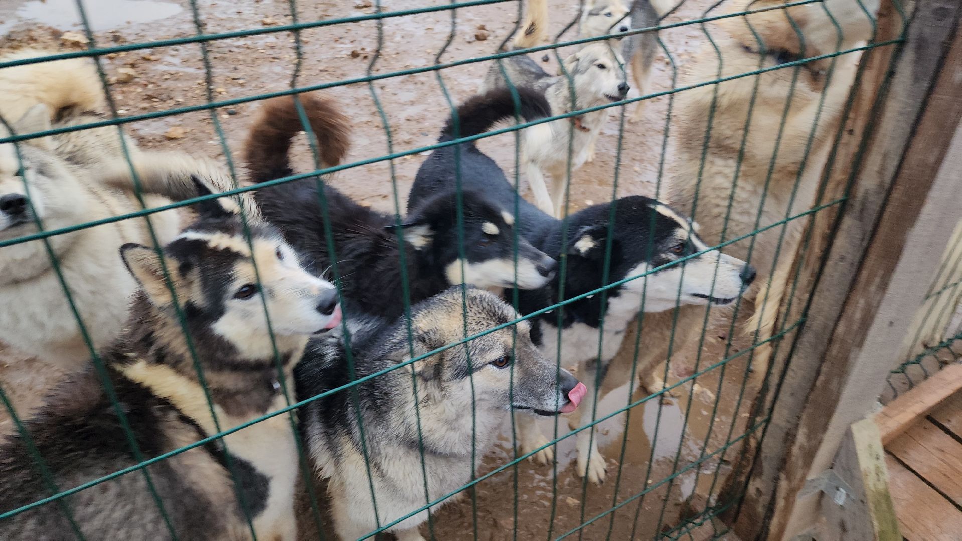 хаски, рузская аляска, реабилитация собак, руза, рузский городской округ, московская область, подмосковье,