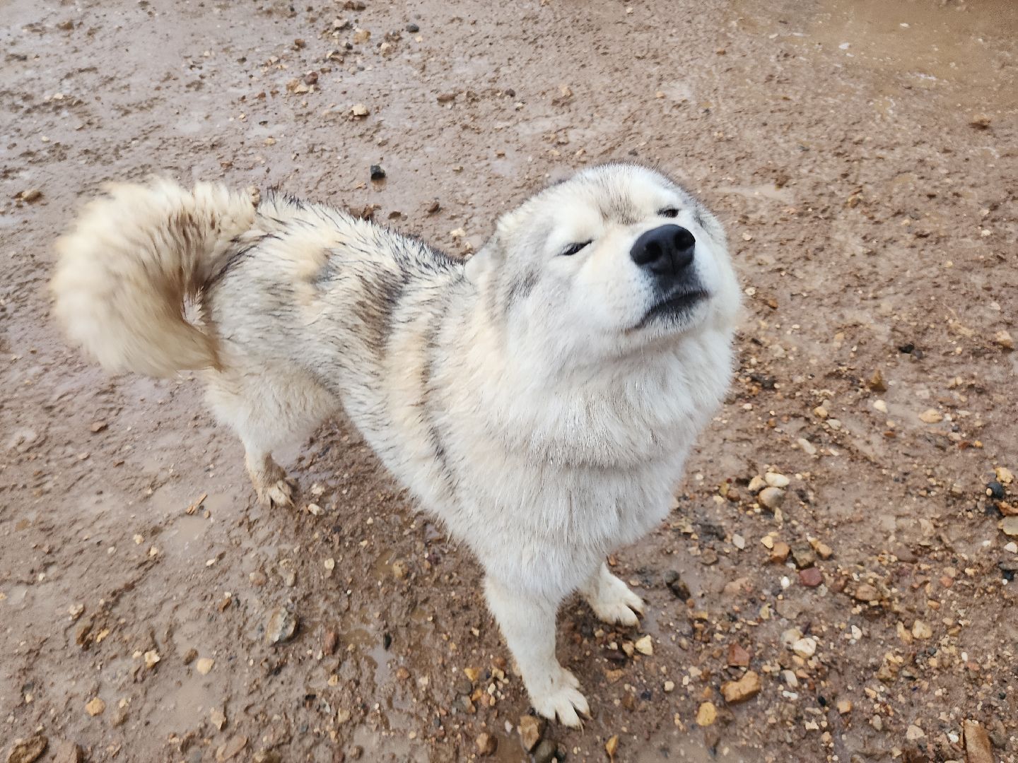 хаски, рузская аляска, реабилитация собак, руза, рузский городской округ, московская область, подмосковье,