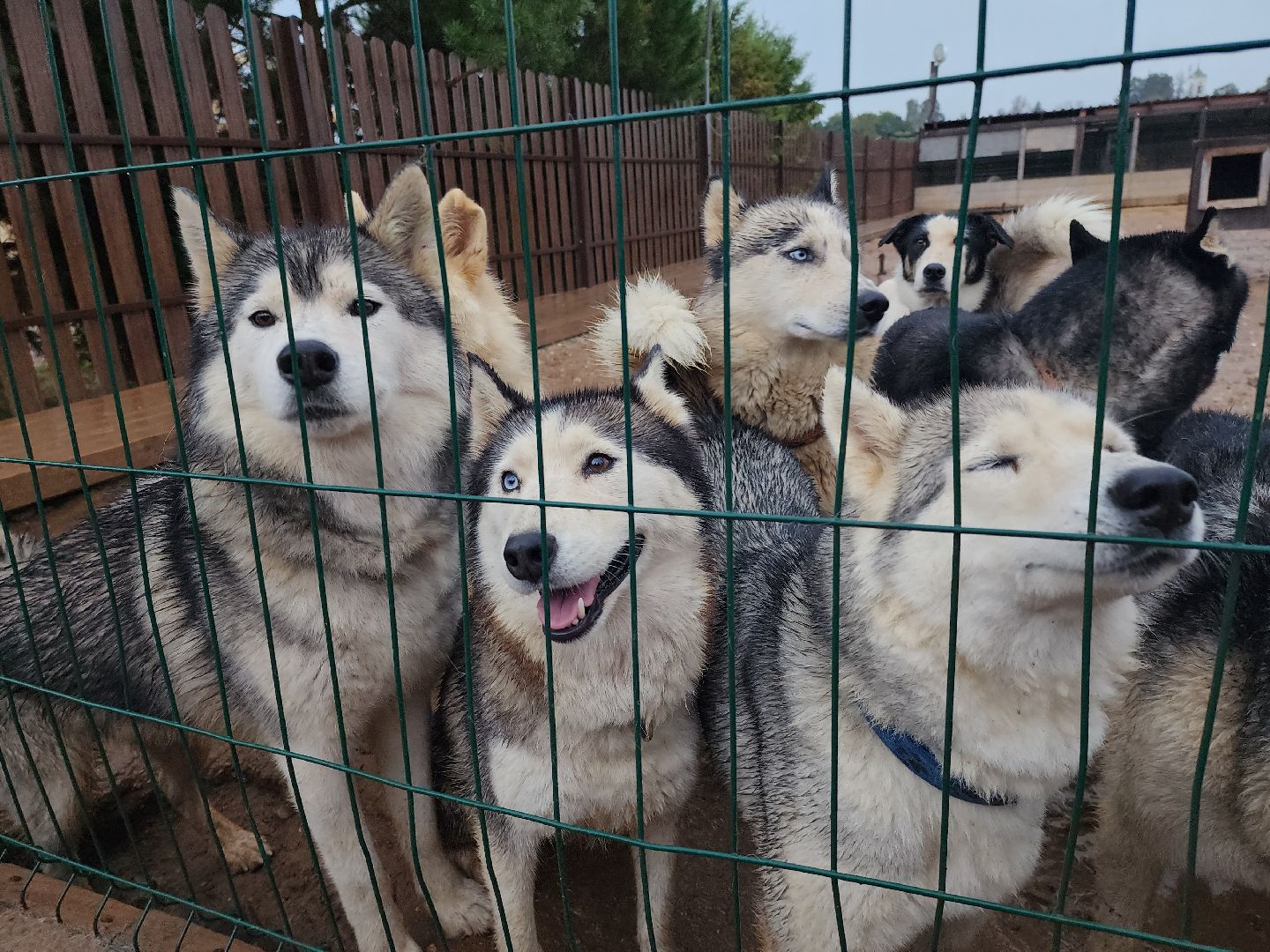 хаски, рузская аляска, реабилитация собак, руза, рузский городской округ, московская область, подмосковье,
