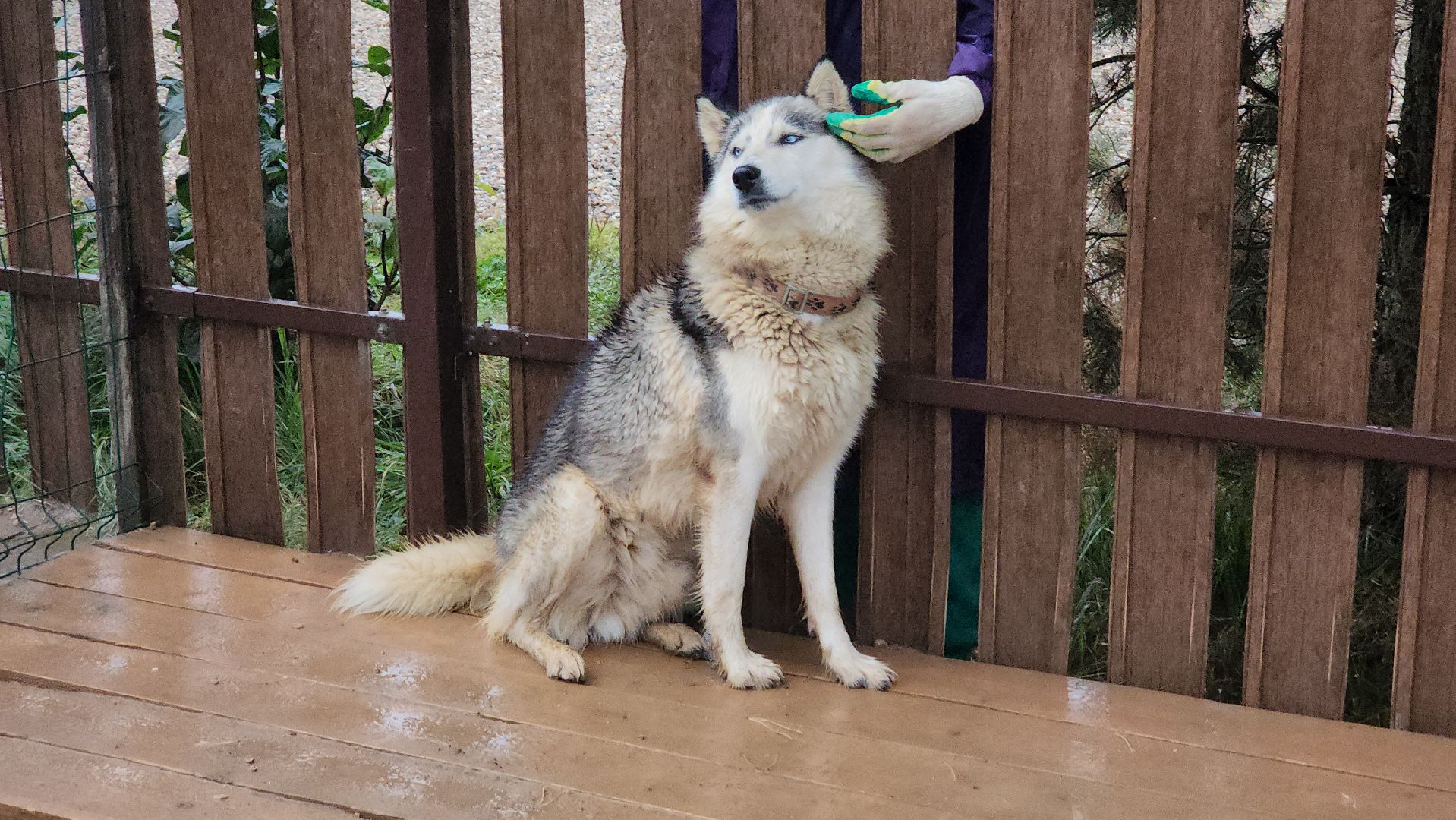 хаски, рузская аляска, реабилитация собак, руза, рузский городской округ, московская область, подмосковье,