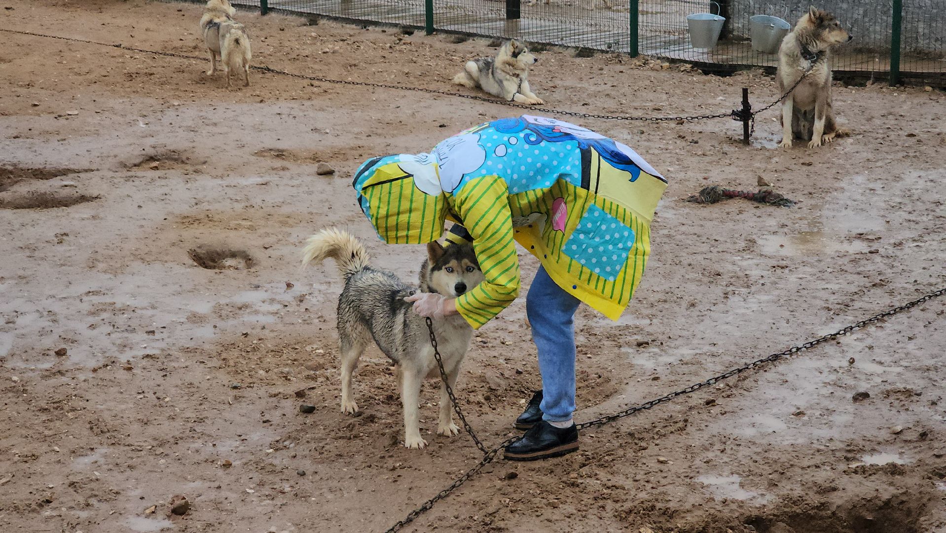 хаски, рузская аляска, реабилитация собак, руза, рузский городской округ, московская область, подмосковье,