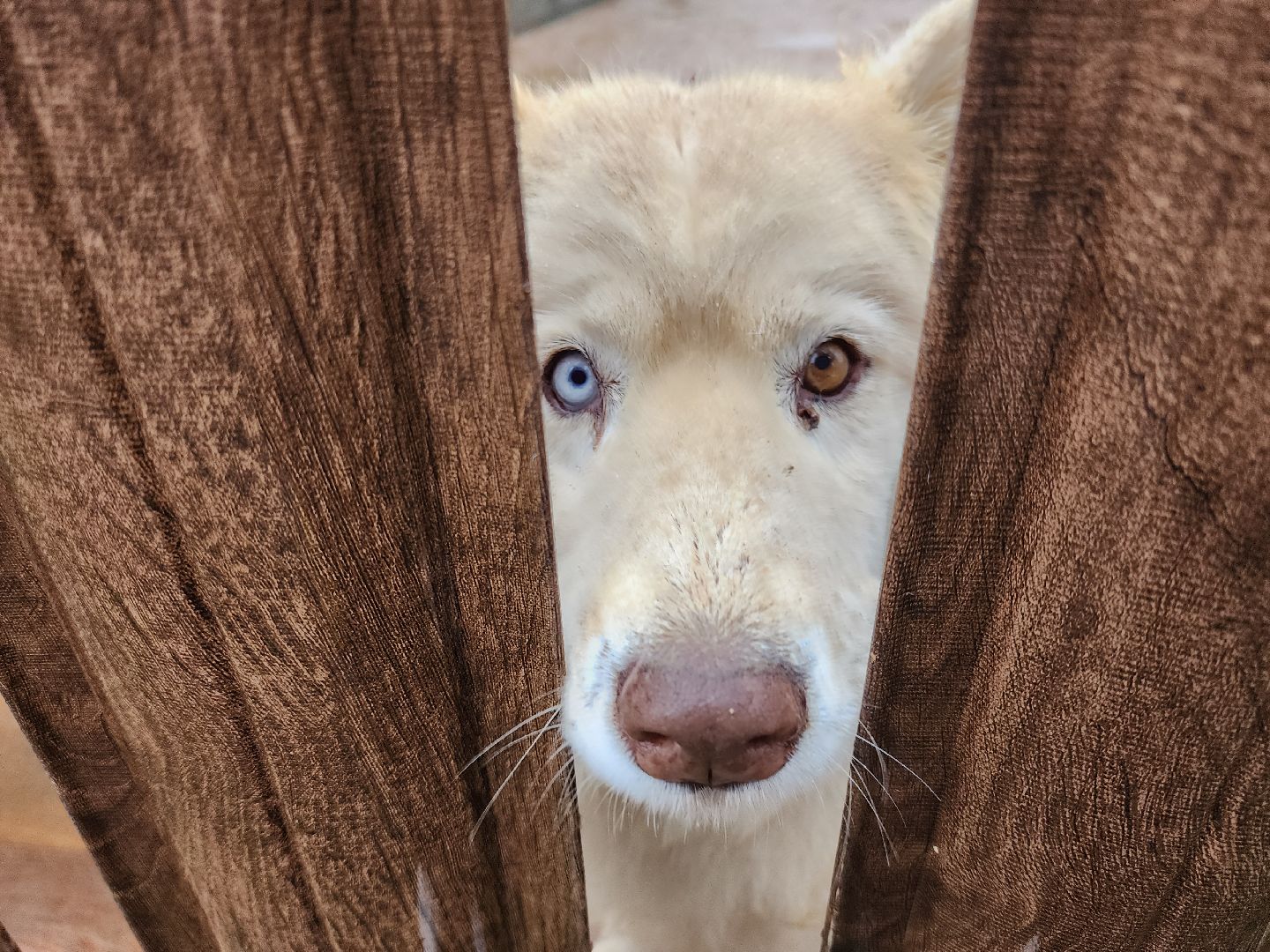 хаски, рузская аляска, реабилитация собак, руза, рузский городской округ, московская область, подмосковье,