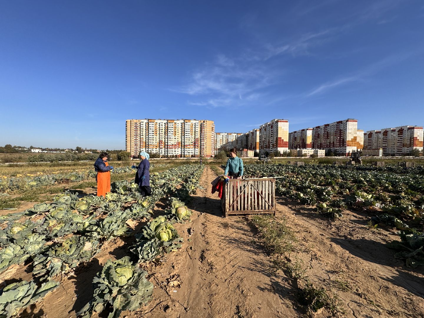 ВНИИССОК, Федеральный центр овощеводства, Селекционеры Одинцова,